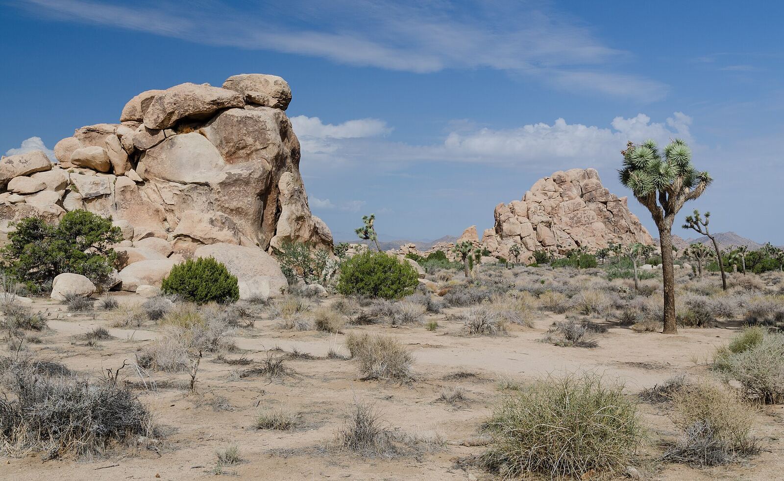 Joshua Tree 国家公园资料图（2013年拍摄）