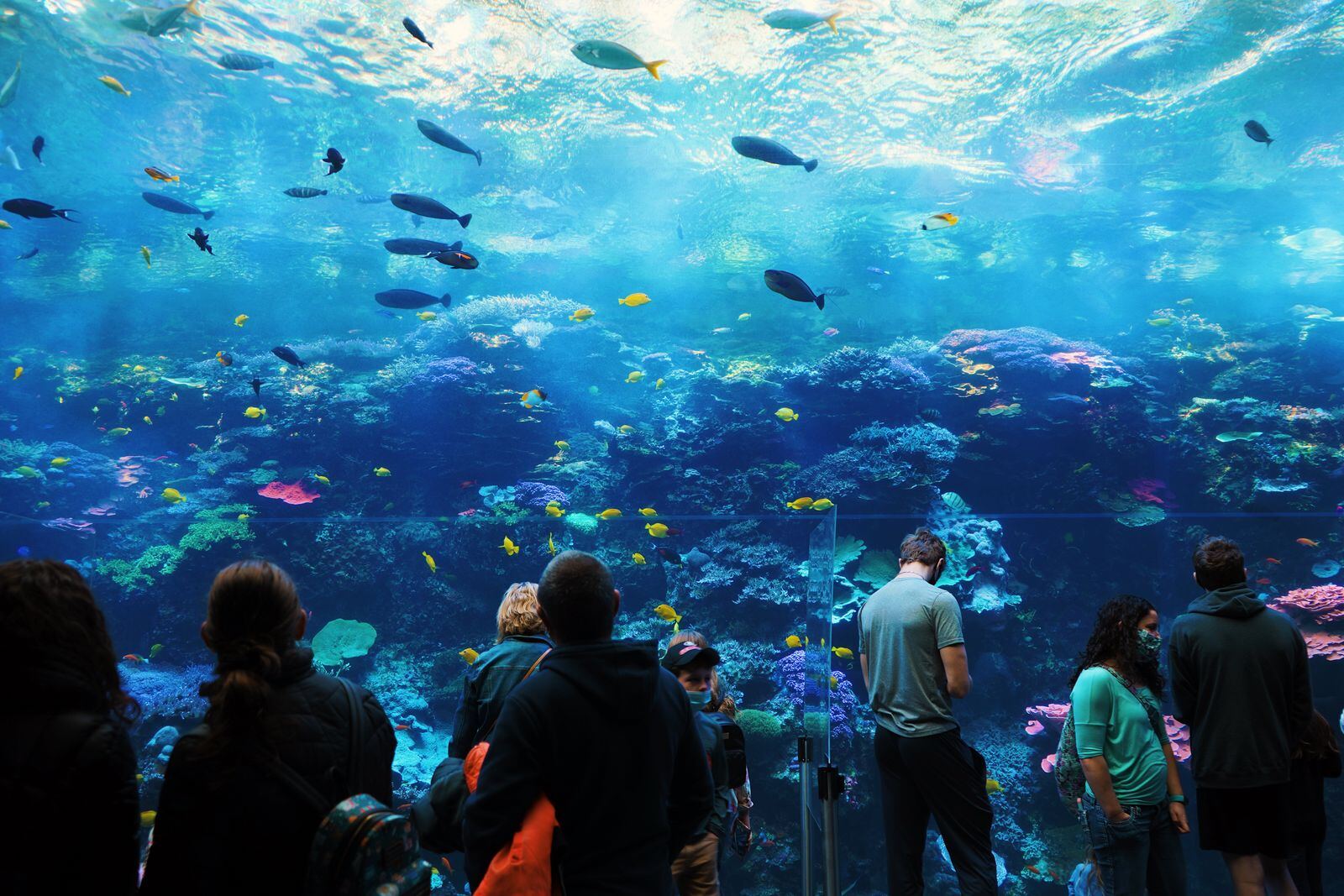 水族馆参观场景资料图（图库照片）
