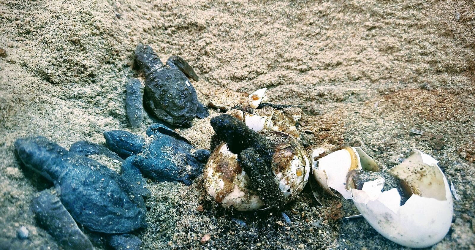 橄榄绿海龟幼龟破壳资料图（印度 Odisha 海滩，Wikimedia Commons）