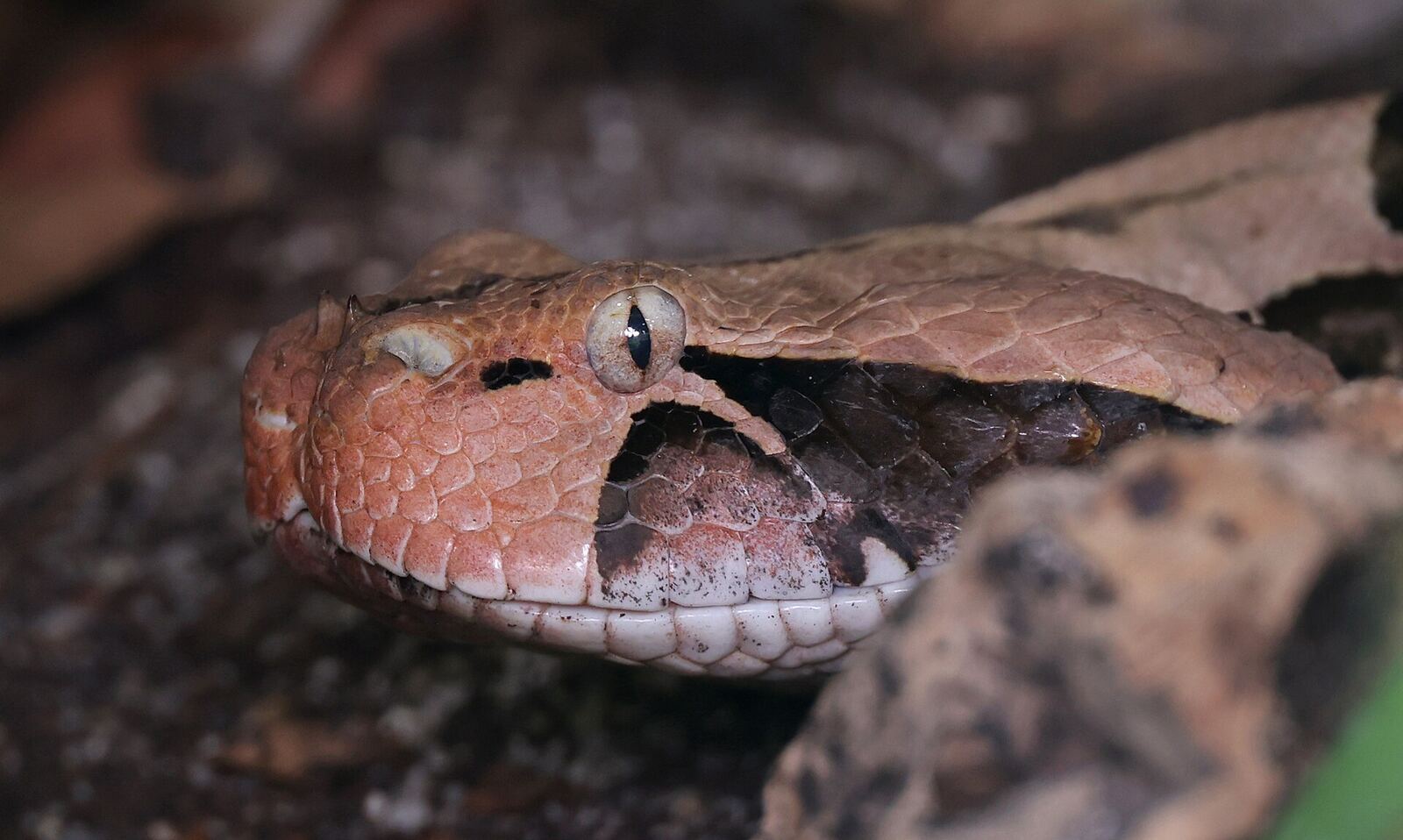 加蓬咝蝰（Bitis gabonica）资料图（Wikimedia Commons，非本次目击个体）