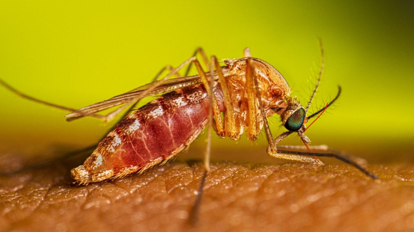 库蚊叮咬人体资料图（美国疾控中心 CDC，公有领域）