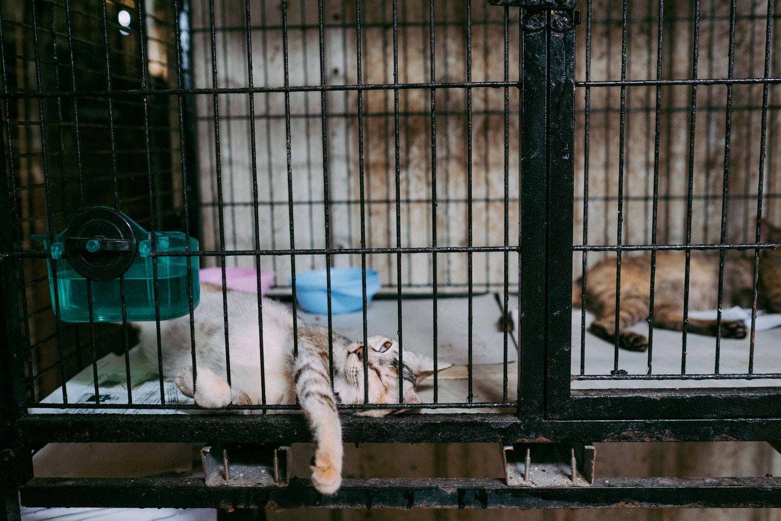收容所笼舍中的猫，示意图（图库照片）