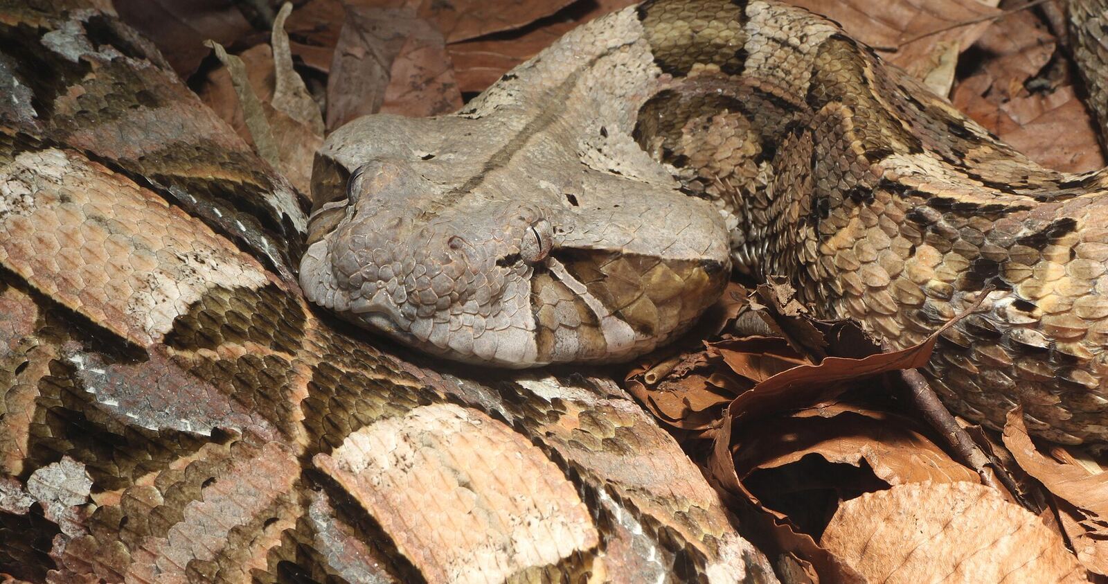 加蓬咝蝰（Bitis gabonica）资料图，非事发现场（Wikimedia Commons）