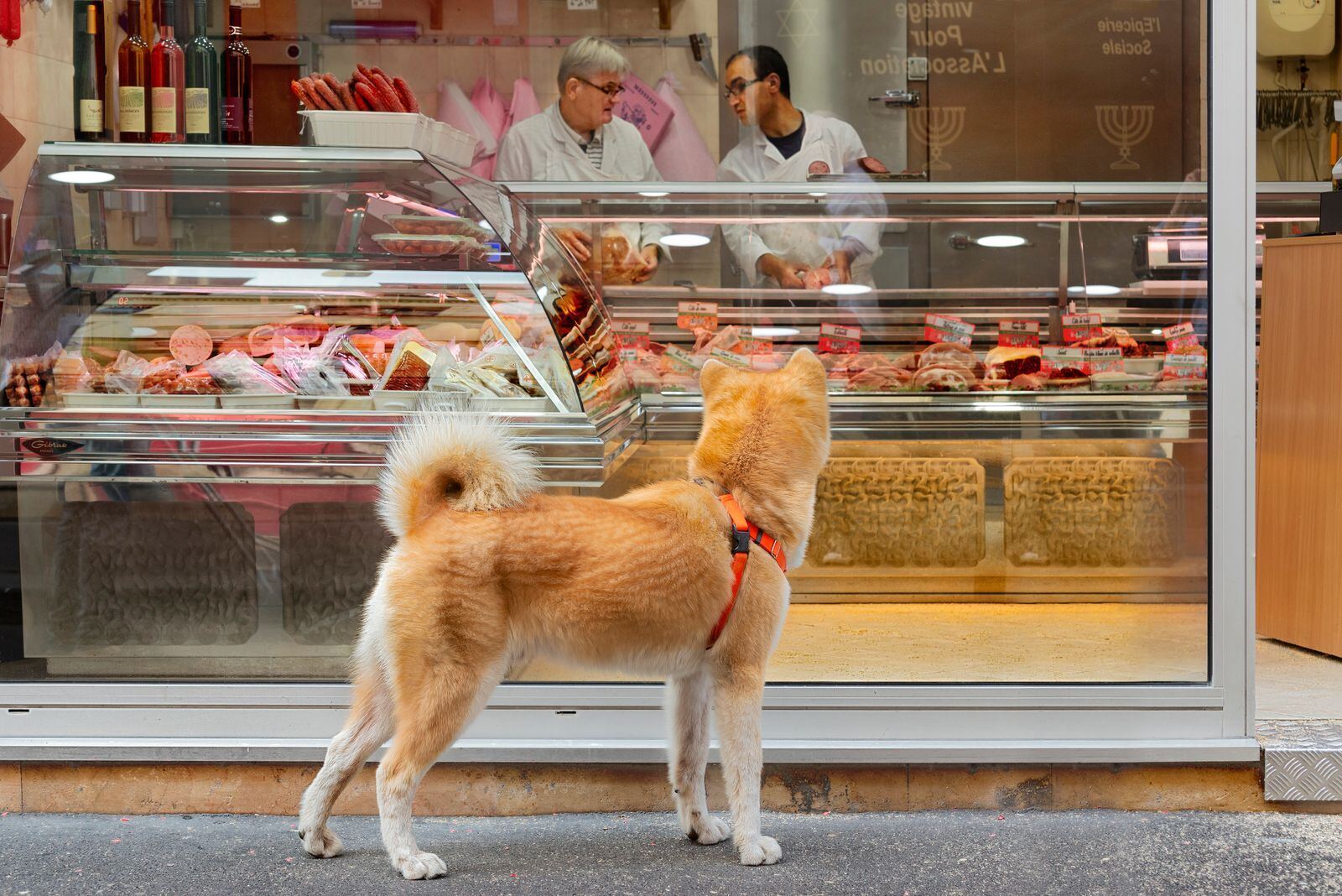 店门前的柴犬资料图（图库照片）